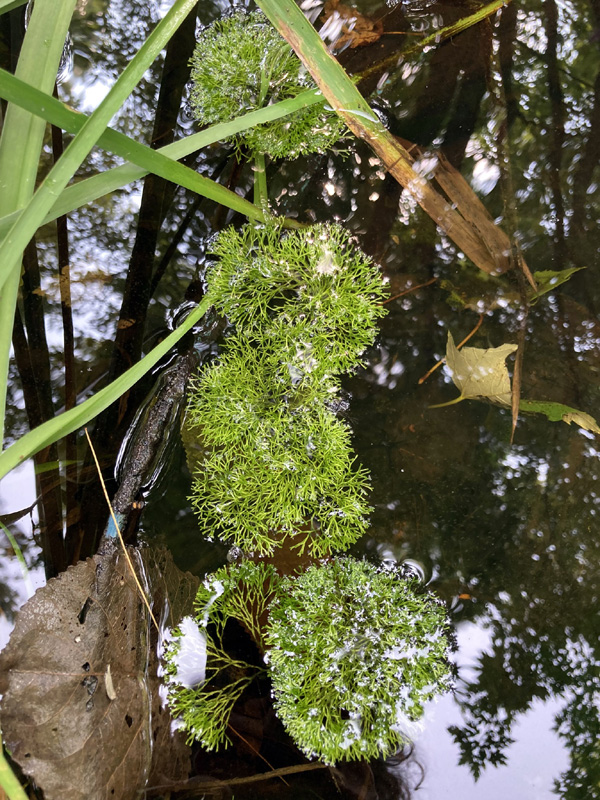 Riccia fluitans